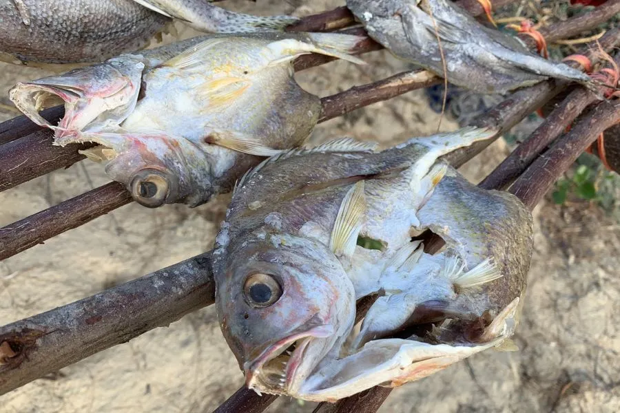 Les entités civiles catholiques et africaines font partie des organisations qui demandent l'inclusion des fruits de mer dans les travaux conjoints de Charm el-Cheikh sur la mise en œuvre de l'action climatique sur l'agriculture et la sécurité alimentaire. Crédit : Fr. Bryan P. Galligan/Twitter