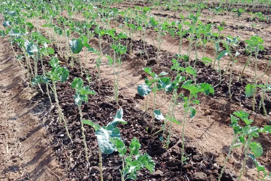 Jardin potager de la mission St. Mark à Binga, dans le diocèse de Hwange. Crédit : Actualités catholiques Zimbabwe