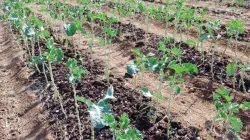 Jardin potager de la mission St. Mark à Binga, dans le diocèse de Hwange. Crédit : Actualités catholiques Zimbabwe / 