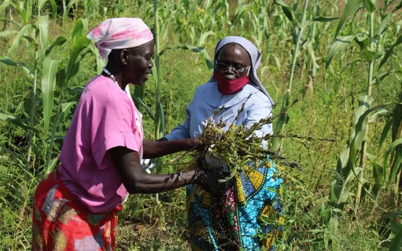 La Supérieure générale du SSH, Sr. Dr. Alice Jurugo Drajea, récoltant les cultures dans leur ferme. ACI Afrique.