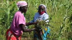 La Supérieure générale du SSH, Sr. Dr. Alice Jurugo Drajea, récoltant les cultures dans leur ferme. / ACI Afrique.